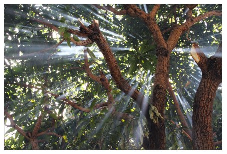 Sonnenstrahlen durch den Mangobaum